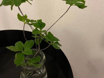 ミラー(Mirror)/緑を感じる店内でリフレッシュ