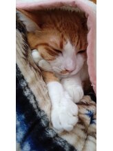 リーチ(Reach)/愛猫(*^-^*)