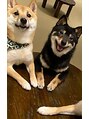 カムズ ビューティー(COMES BEAUTY)&nbsp;豆柴が大好きです。よく豆柴カフェに行きます。