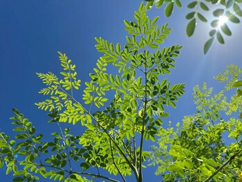 ジーヴァプラーナ(Jiva Purana)/もしんが蒸し