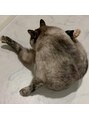 リシア(Lisia)&nbsp;実家のアザラシ(猫)推してます。我が家にはレオパがいます＾＾