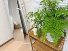 フェリーチェ(Felice)の雰囲気（緑で癒される空間になるようにしてみました）