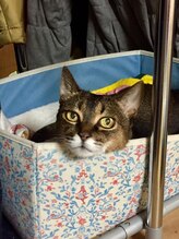 ビースマイル(Be-Smile)/17歳愛する桜子ちゃん