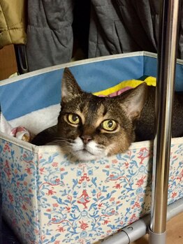 ビースマイル(Be-Smile)/17歳愛する桜子ちゃん