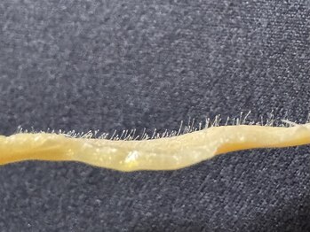 エクランプラス(Ecran+)/ＦaceＷax