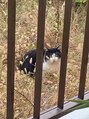 整体院 すまいるず ベランダ前の草むらで休憩中の白黒猫、しっかりカメラ目線です笑