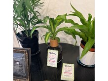 アリス(ALICE)の雰囲気（定額専門店です）