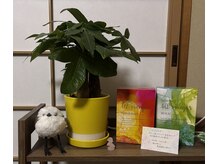 サリエ(Salier)/黄色い植木鉢カバー