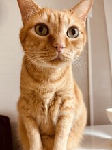 キキネイル 二子玉川(kikinail)&nbsp;にゃんぴら 看板店長