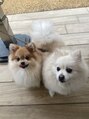 オリエンス ベガロポリス仙台南店(ORIENCE)&nbsp;愛犬達♪毎日にぎやかです＾＾