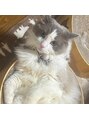 デザインケー 石巻店(designK) 愛しのねこちゃん♪