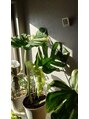 ハヤト整体院&nbsp;特大モンステラ育ててます