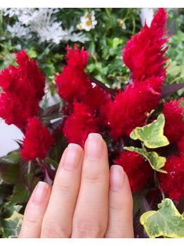 桃の木 吉祥寺店/自爪散歩 炎みたいなケイトウ