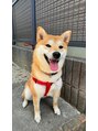ルーモアンド(Lumo&)&nbsp;柴犬飼い始めました