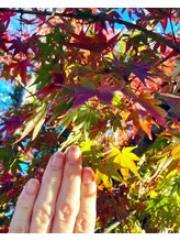桃の木 吉祥寺店/自爪散歩　紅葉