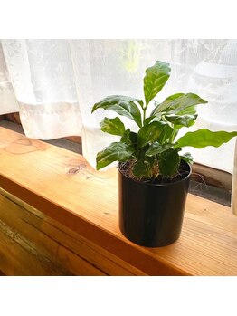 フェスタリア(festaria)/いろんな植物がいっぱい！