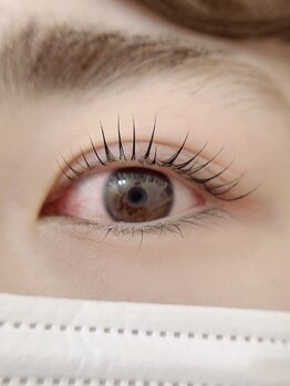 アイラッシュ ラビット(Eyelash Rabbit)/＊まつ毛カール＊