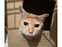 リメイク(Re make)の雰囲気(サロンに保護猫がいます!!人馴れ訓練中です名前はおこげ♀)