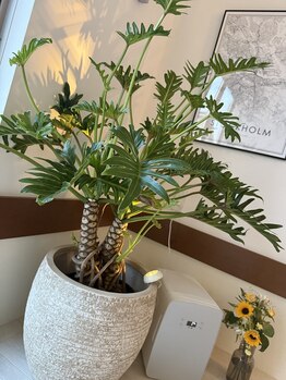 ほぐしスポット ミヤオカ(ほぐしspot miyaoka)/観葉植物で心身共にリラックス