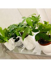 リムビューティー 自由が丘(RymBeauty)/観葉植物もたくさん