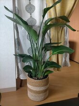 セレンディップ(Seren Dip)/マイナスイオン♪