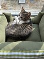 ミテ(mite) 愛猫のキリと暮らし始めました