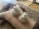 キーナ(Kiina)の写真/寒さでお疲れの身体をサムンプライで暖める♪中々とれない硬い凝りにハーブの温熱効果で解消