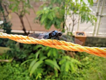 こうのせいたい/サロン庭からの来訪客 其の一