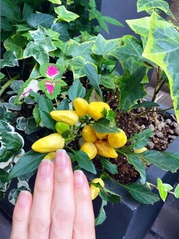 桃の木 吉祥寺店/自爪散歩 とうがらし