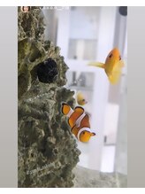 ユウキ(yuuki)/癒しの水槽