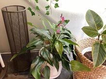 ロータス(Lotus)/店内植物