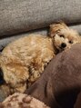 イー(eii.) 世界で一番かわいい愛犬マルプーです♪