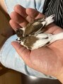 船橋カイロプラクティックオフィス&nbsp;十姉妹を2羽飼っています。手のひらで仲良く寝ています（笑）