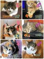 ココ(CoCo)&nbsp;ニャンコ6匹飼ってます。全て保護猫です。