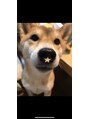 ラクシア アリオ札幌店 実家の犬です!かわいらしい。