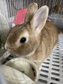 キー(kii)&nbsp;もうすぐ8歳のウサギをかってます！