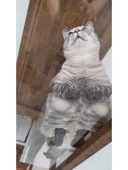 ねこのて/はむかつ