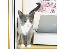 エスケイネイルサロン(S Kネイルサロン)の雰囲気（懐こいの猫です。抱っこも、よしよしも、OK！）