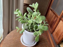 たにあん/多肉植物