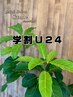 【学割U24】学生さん応援クーポン☆和整体45分￥4980（通常￥11000～￥6900）