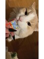 ルーム 津田沼店(ROOM) ノルウェージャンフォレストキャット飼ってます♪虎之進です!