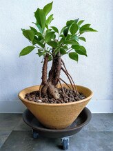 こうのせいたい/施術ルームの守護御神木