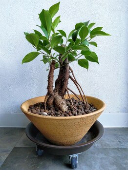 こうのせいたい/施術ルームの守護御神木