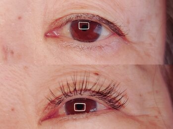 アポストロフィエス/フラットラッシュ120本