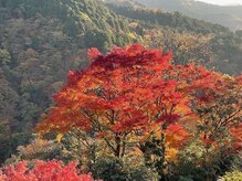 銀座マロニエ通り治療院/2024/12/02箱根の紅葉