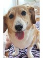 リグ 中丸子店(LIG)&nbsp;実家の愛犬が大好きです！ビーグルとコーギーのmixです♪