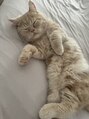 ミャウネイル(Miaou nail)&nbsp;猫が大大大好き！実家の猫に会いにいくために頑張ってます☆