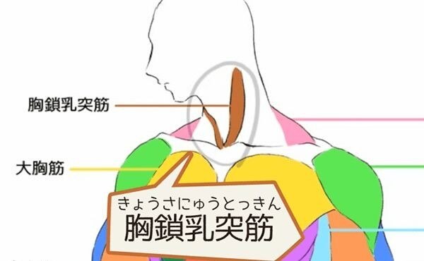 【胸鎖乳突筋ケア◎70分】背中ほぐし20分→首筋デコ→両腕オイル→首筋デコ