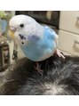 ベルフルールエム(Belle Fleur.M)&nbsp;私が小学生の頃からセキセインコ飼っています♪