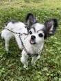 アイスリー(i III) 私の愛犬ちゃんです!もう実は16歳で老犬です!